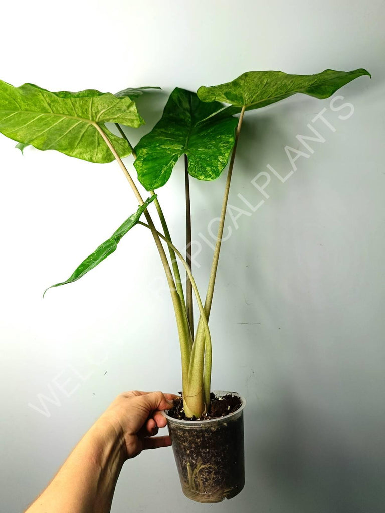 Alocasia macrorrhiza splash variegata (mother plant)