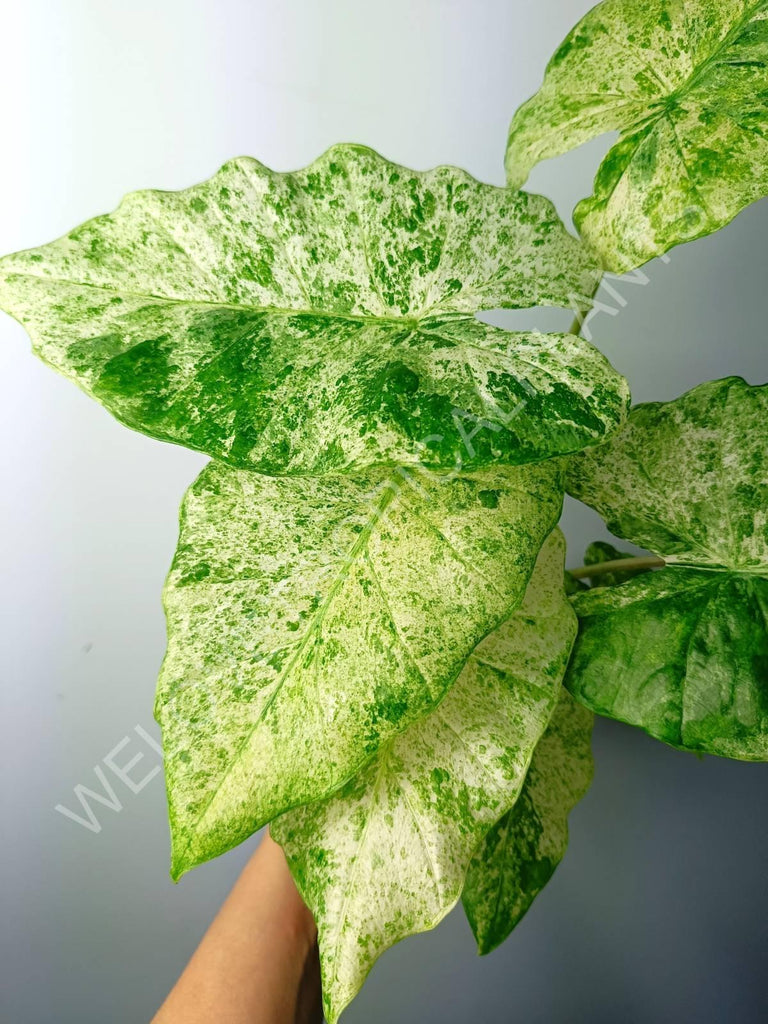 Alocasia macrorrhiza splash variegata