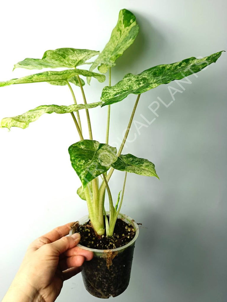 Alocasia macrorrhiza splash variegata