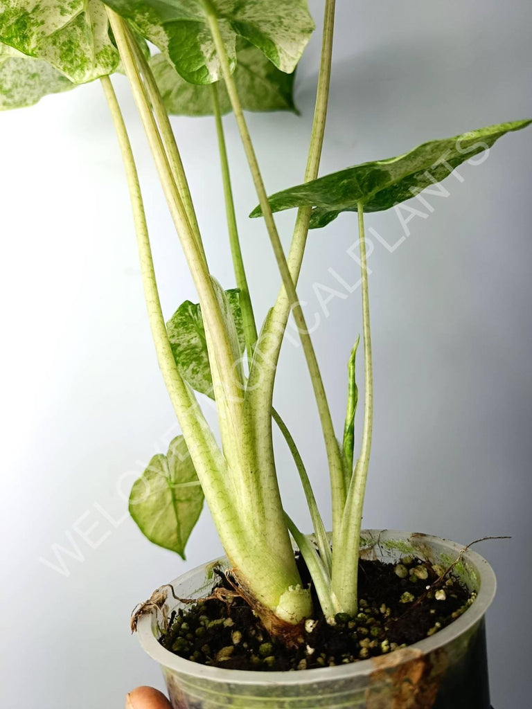 Alocasia macrorrhiza splash variegata