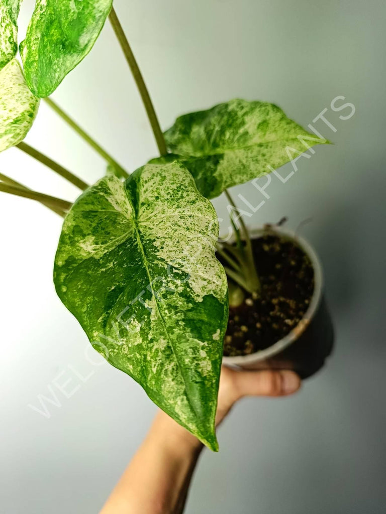 Alocasia macrorrhiza splash variegata