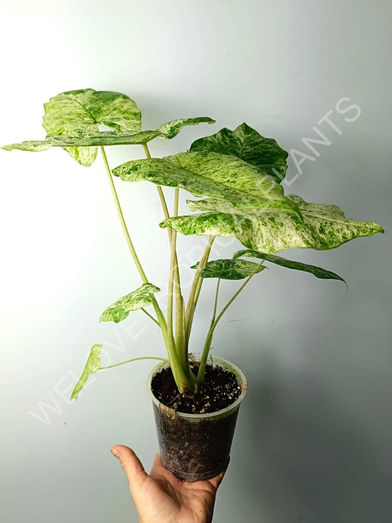 Alocasia macrorrhiza splash variegata