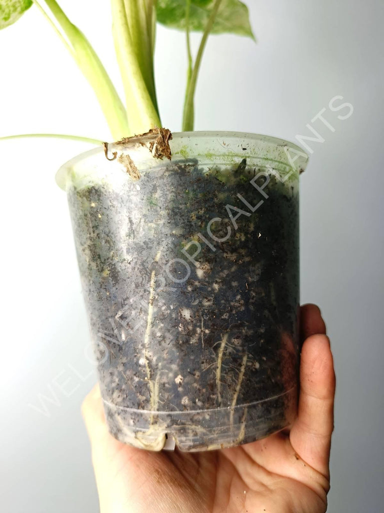 Alocasia macrorrhiza splash variegata