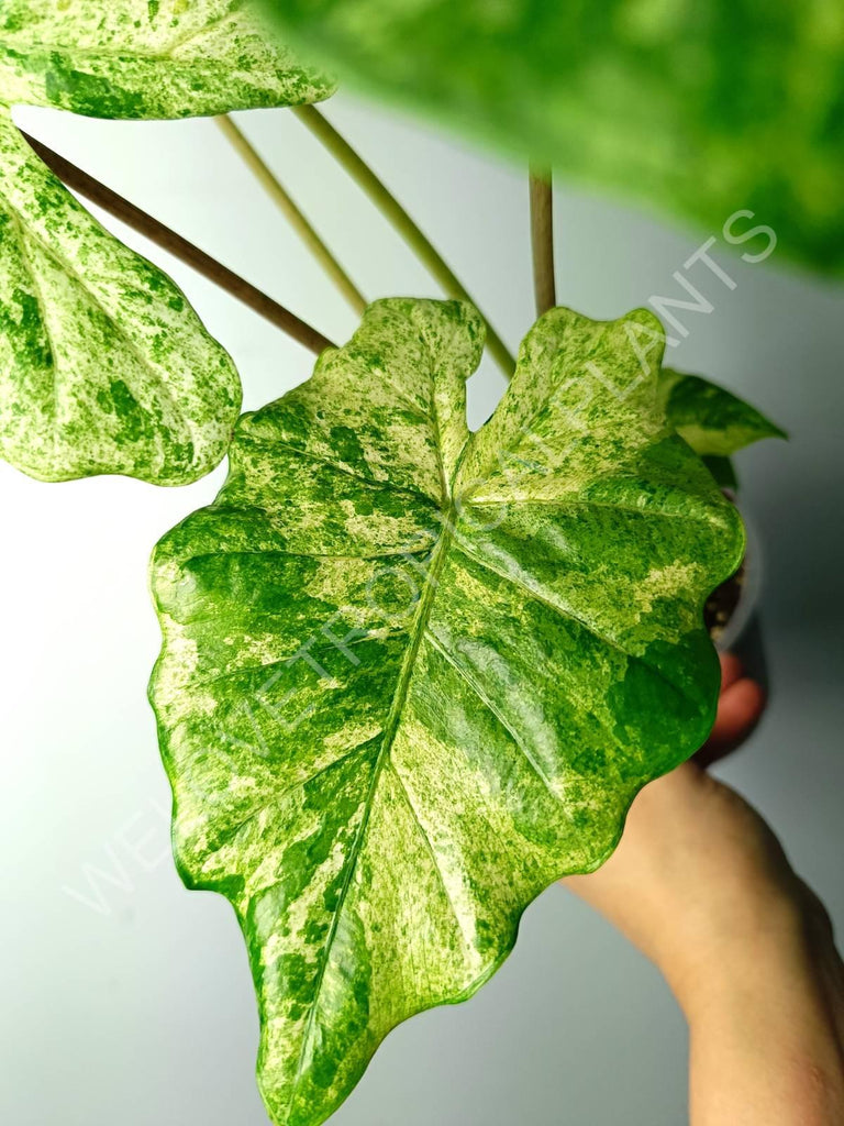 Alocasia macrorrhiza splash variegata