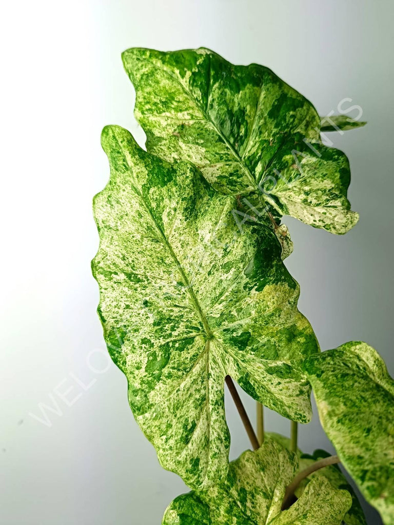 Alocasia macrorrhiza splash variegata