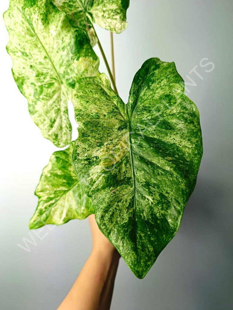 Alocasia macrorrhiza splash variegata