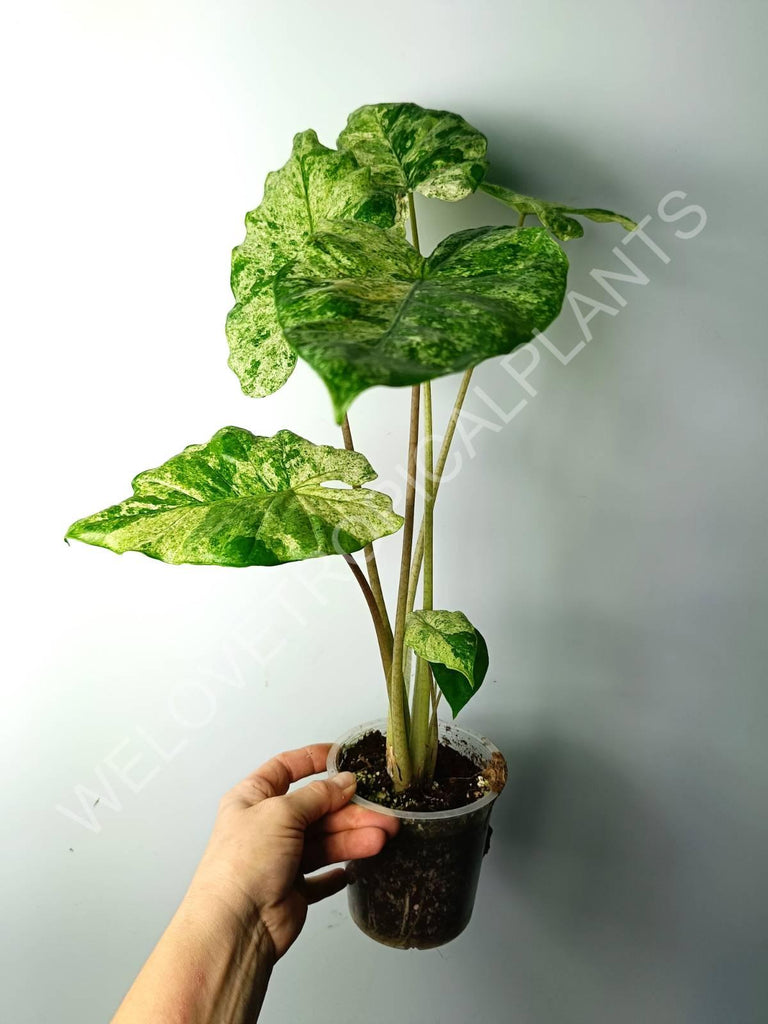 Alocasia macrorrhiza splash variegata