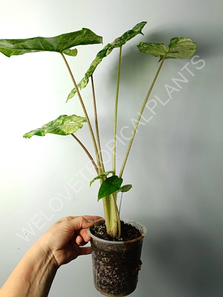 Alocasia macrorrhiza splash variegata