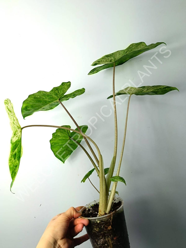 Alocasia macrorrhiza splash variegata