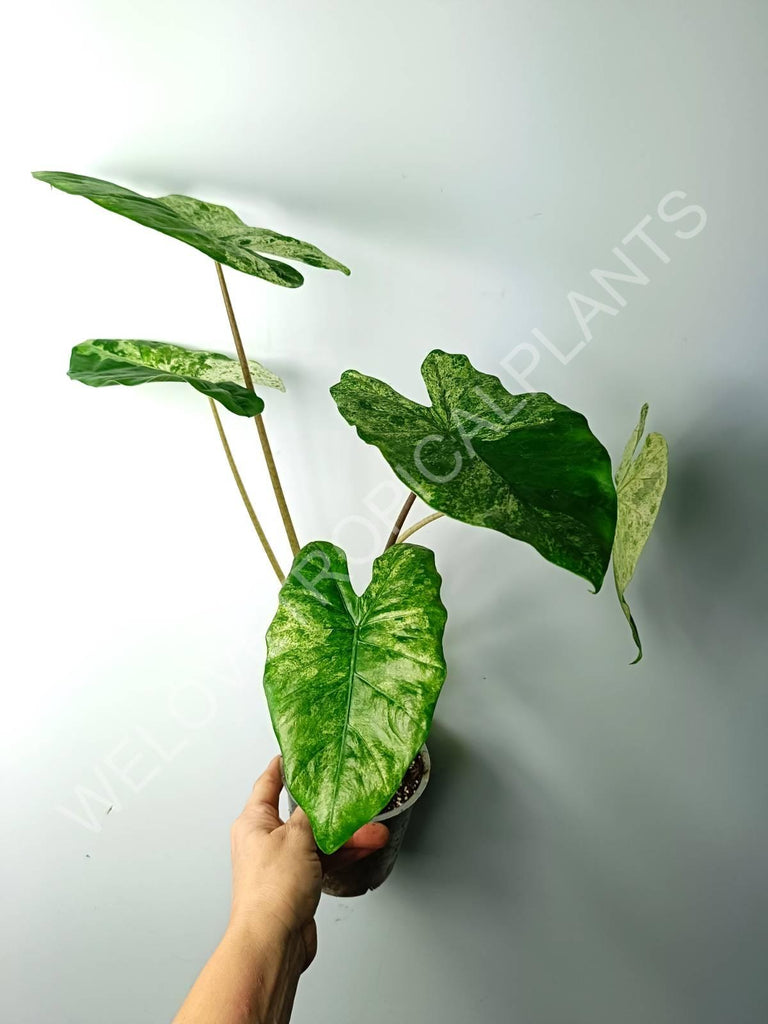 Alocasia macrorrhiza splash variegata