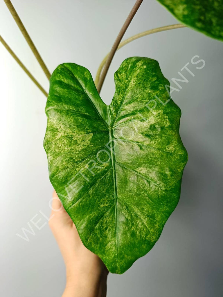 Alocasia macrorrhiza splash variegata