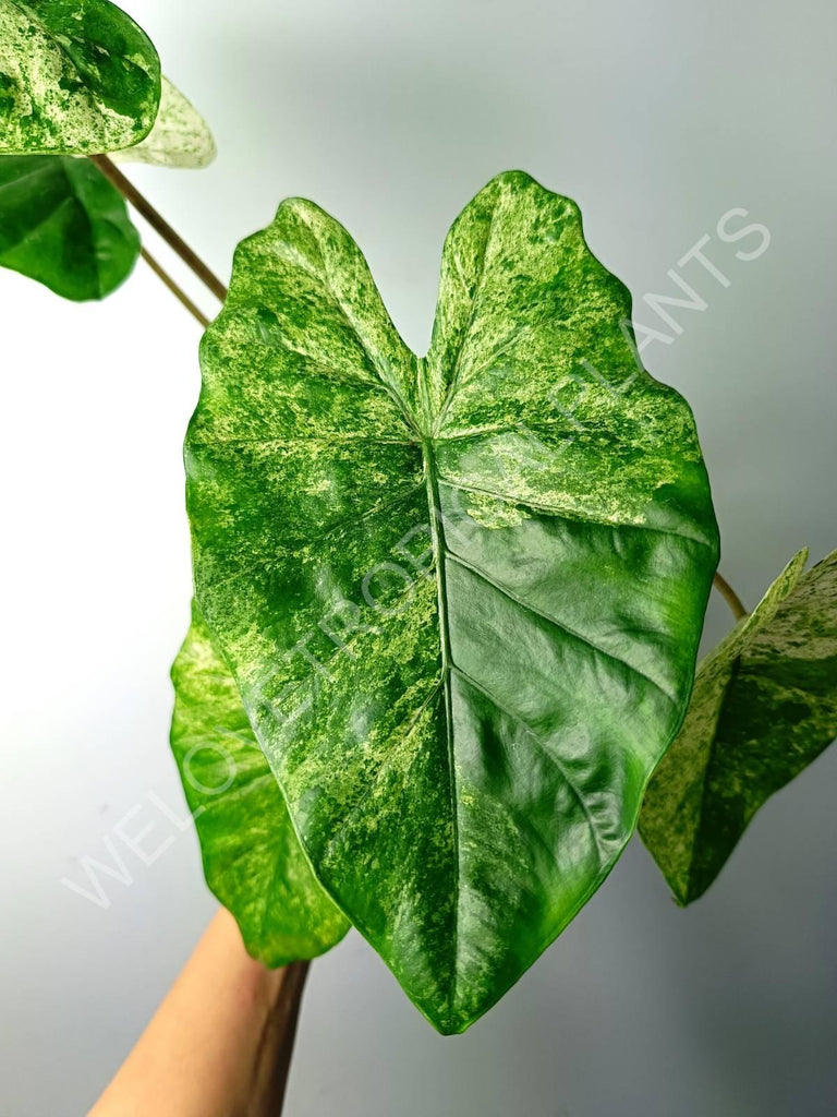 Alocasia macrorrhiza splash variegata