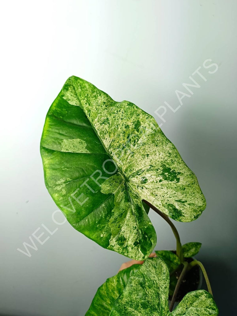 Alocasia macrorrhiza splash variegata