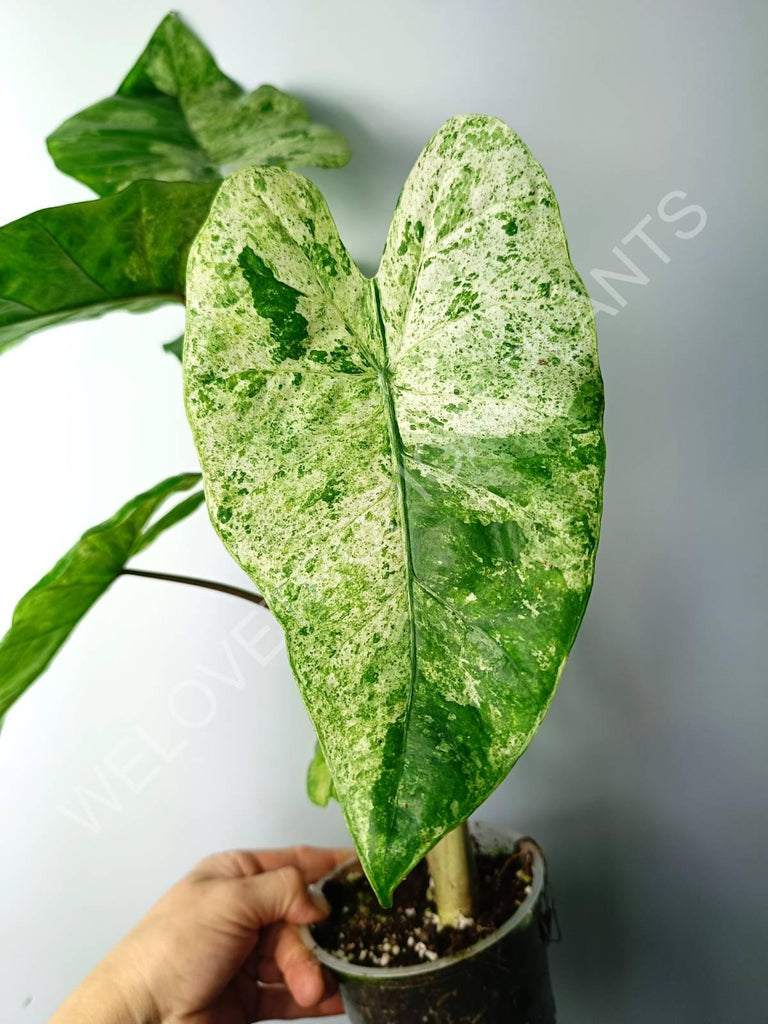 Alocasia macrorrhiza splash variegata