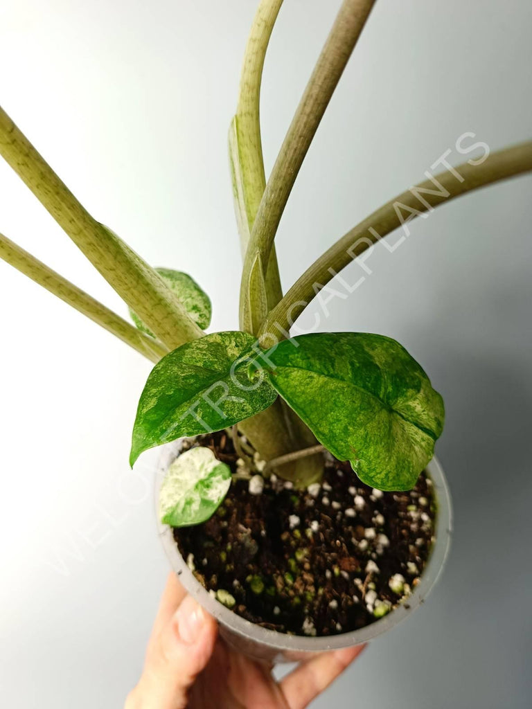 Alocasia macrorrhiza splash variegata