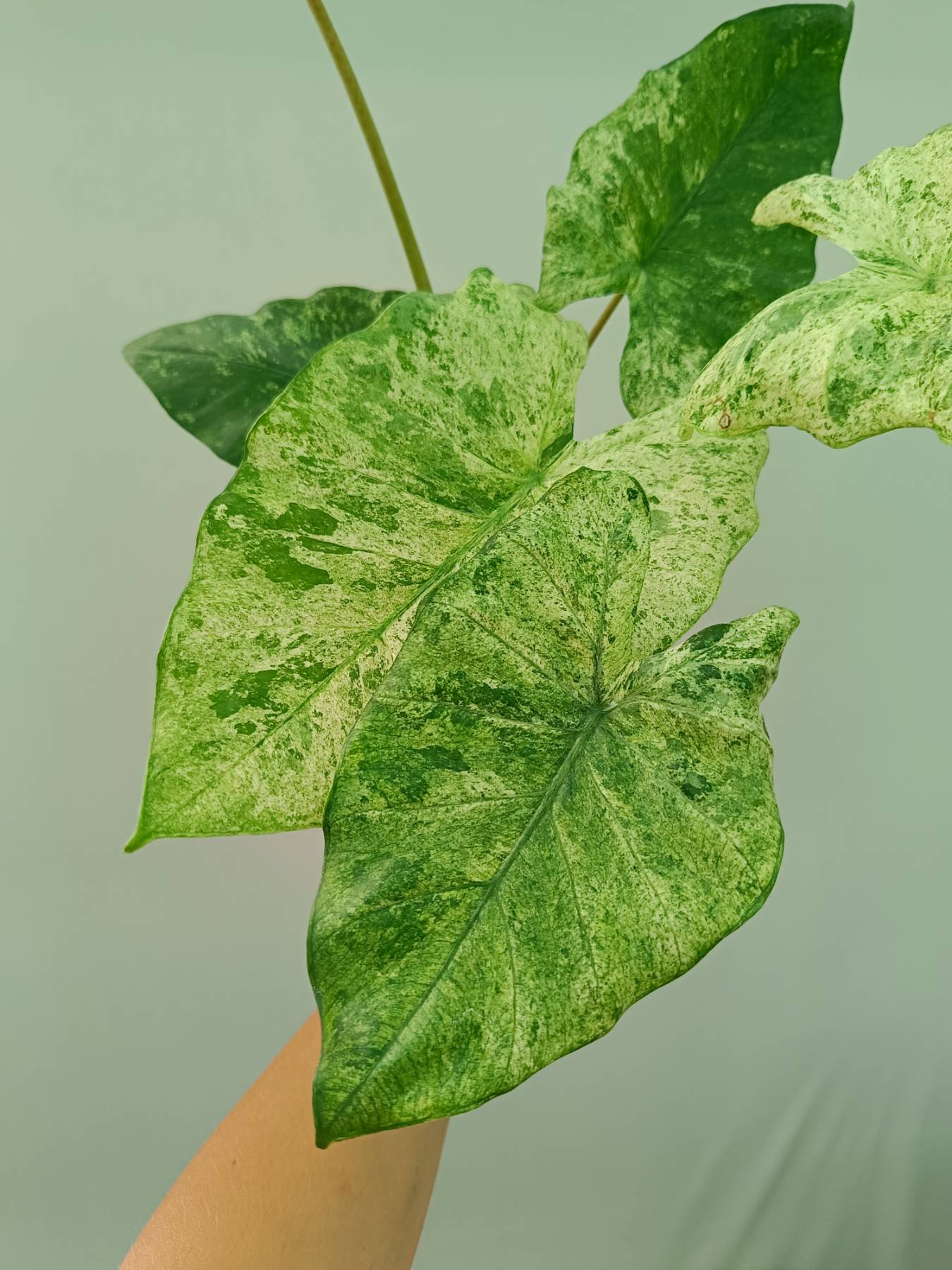 Alocasia Macrorrhiza Variegata
