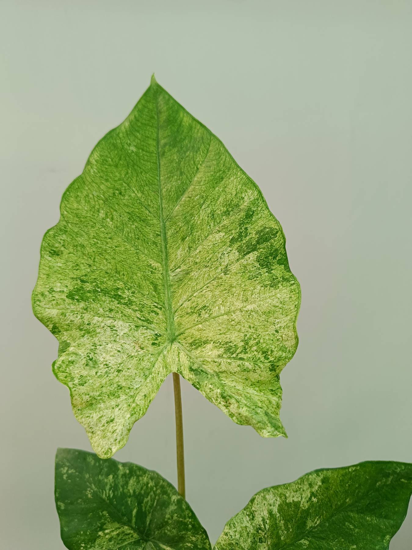 Alocasia Macrorrhiza Variegata