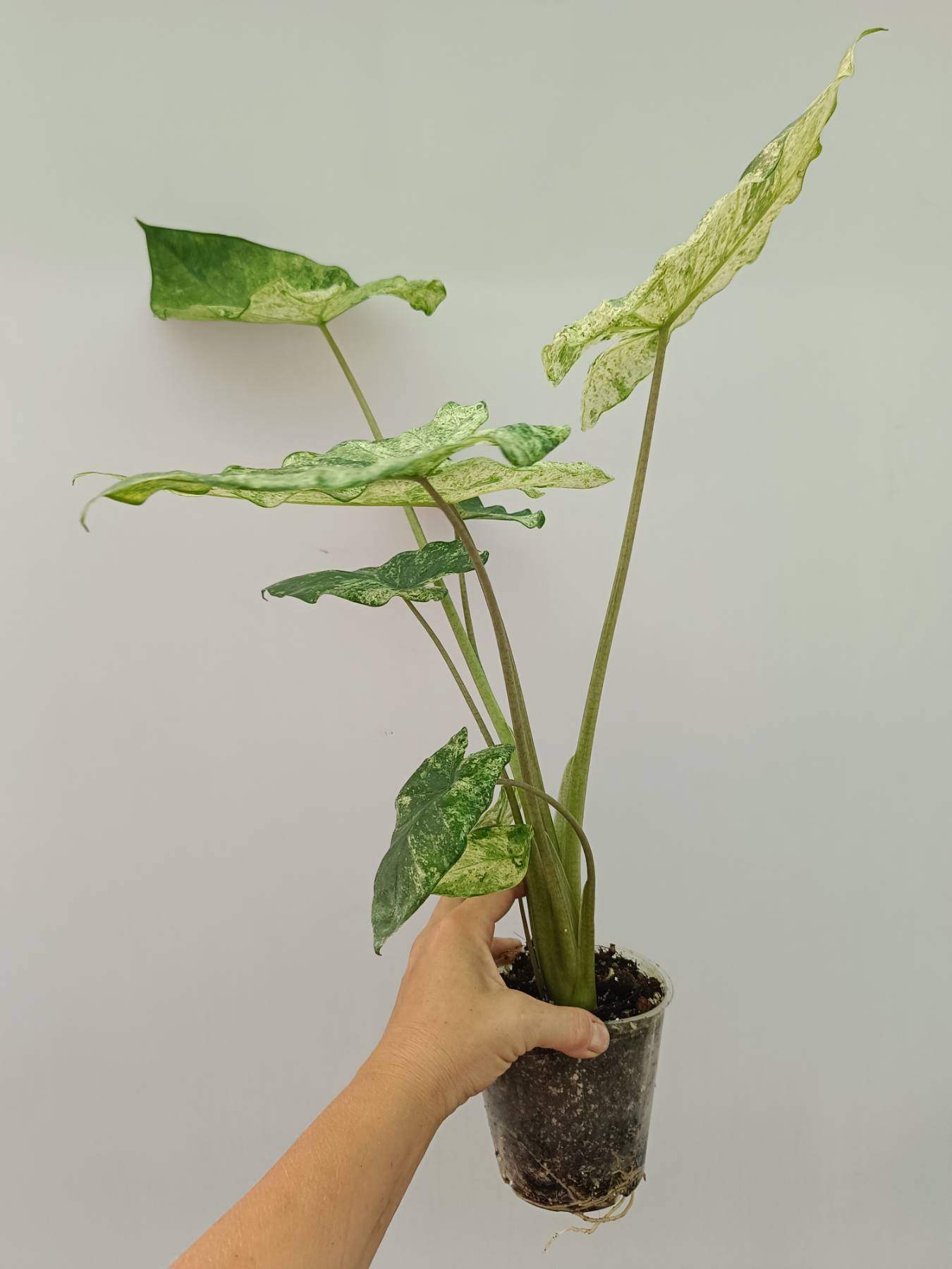 Alocasia Macrorrhiza Variegata