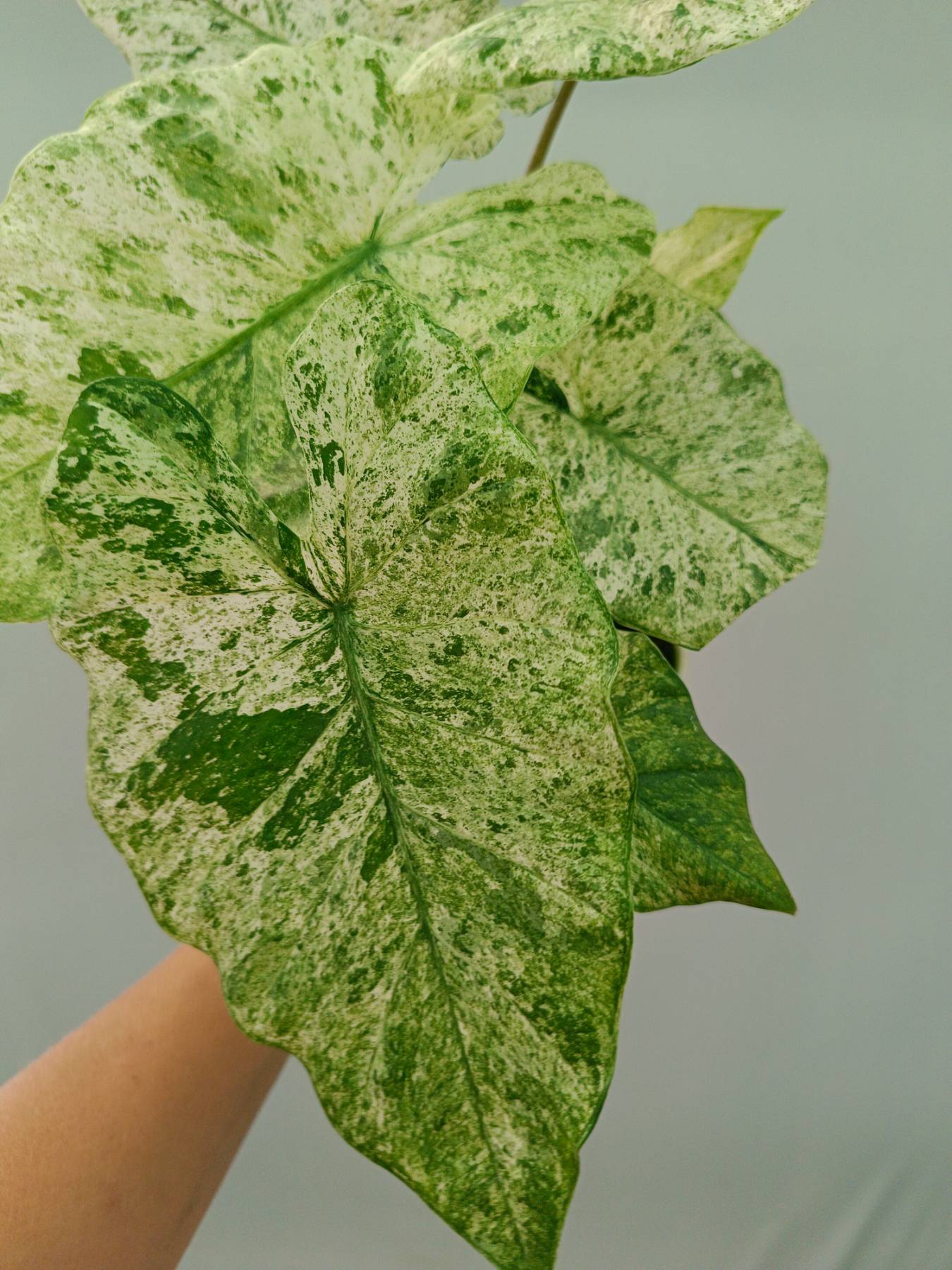 Alocasia Macrorrhiza Variegata