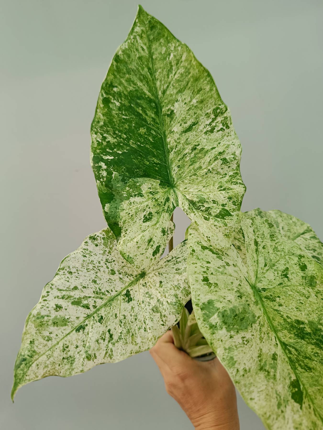 Alocasia Macrorrhiza Variegata