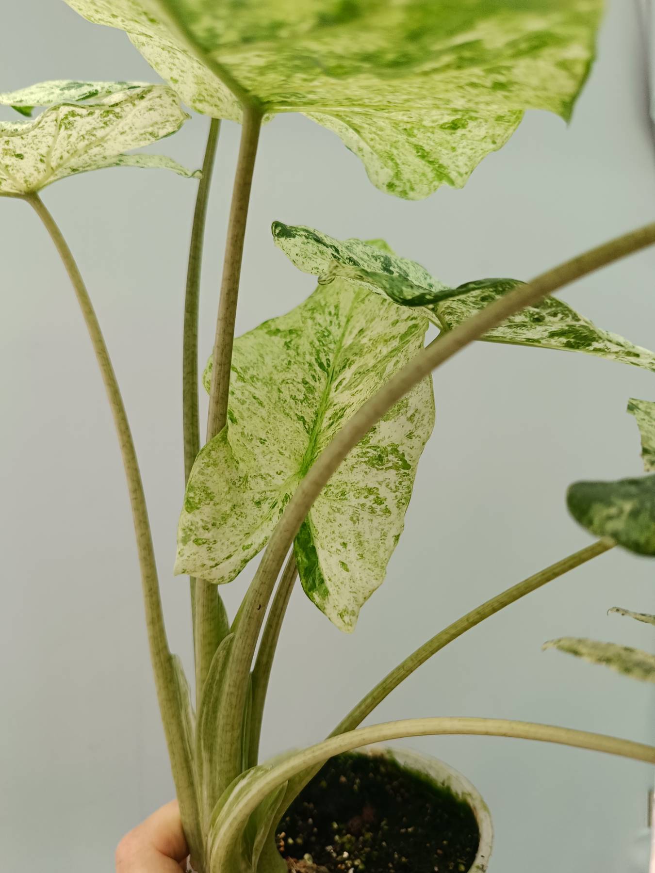 Alocasia Macrorrhiza Variegata