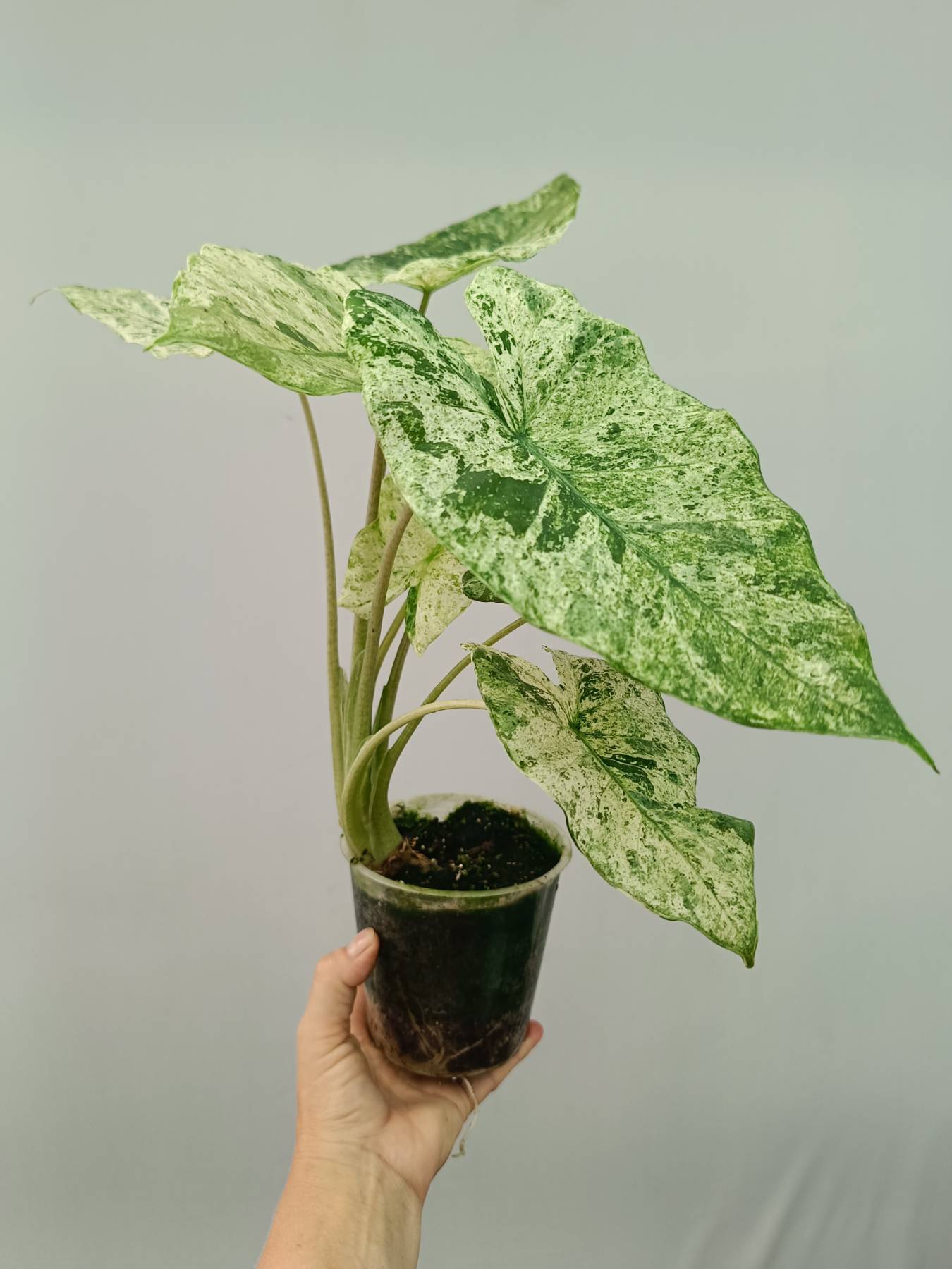 Alocasia Macrorrhiza Variegata