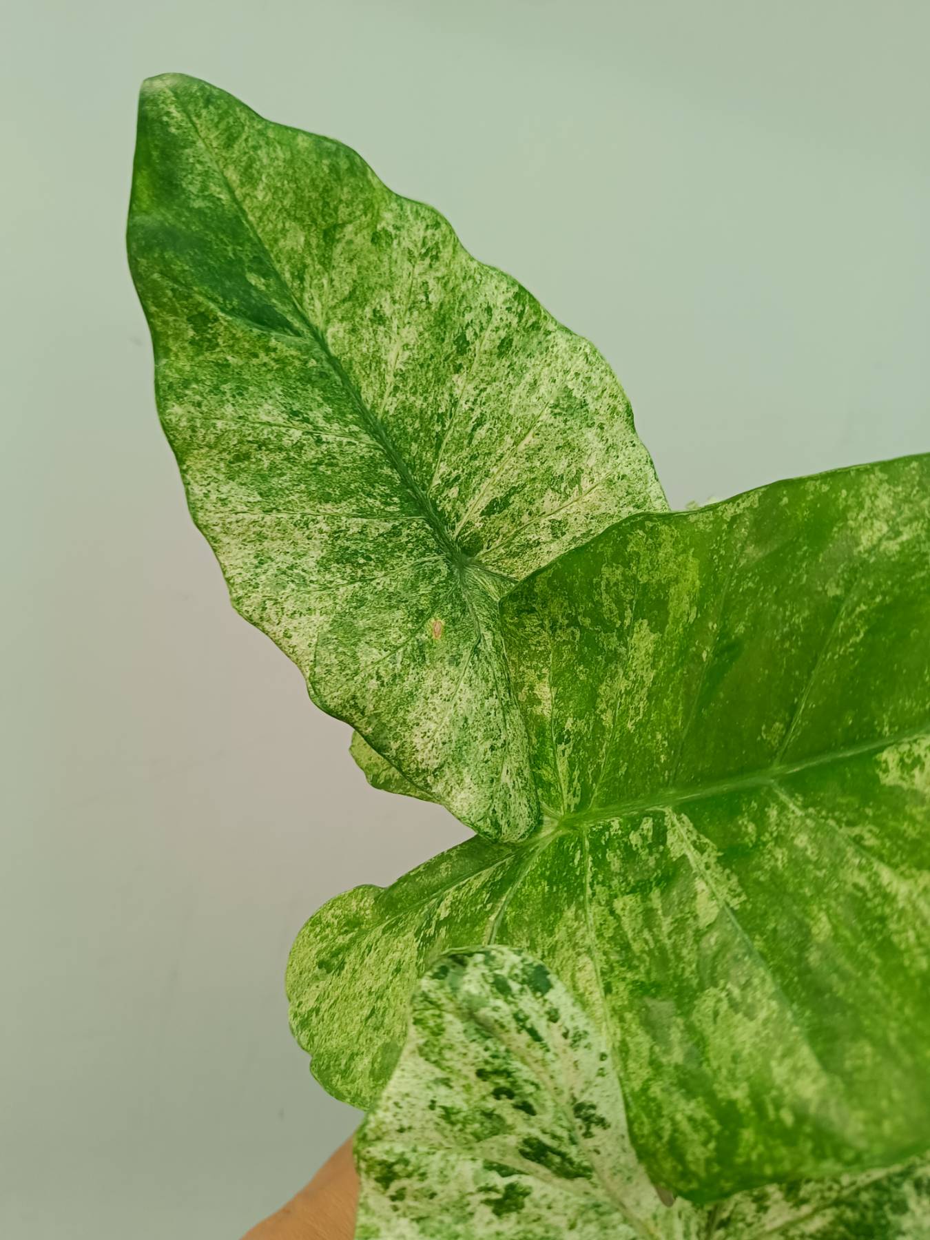 Alocasia Macrorrhiza Variegata