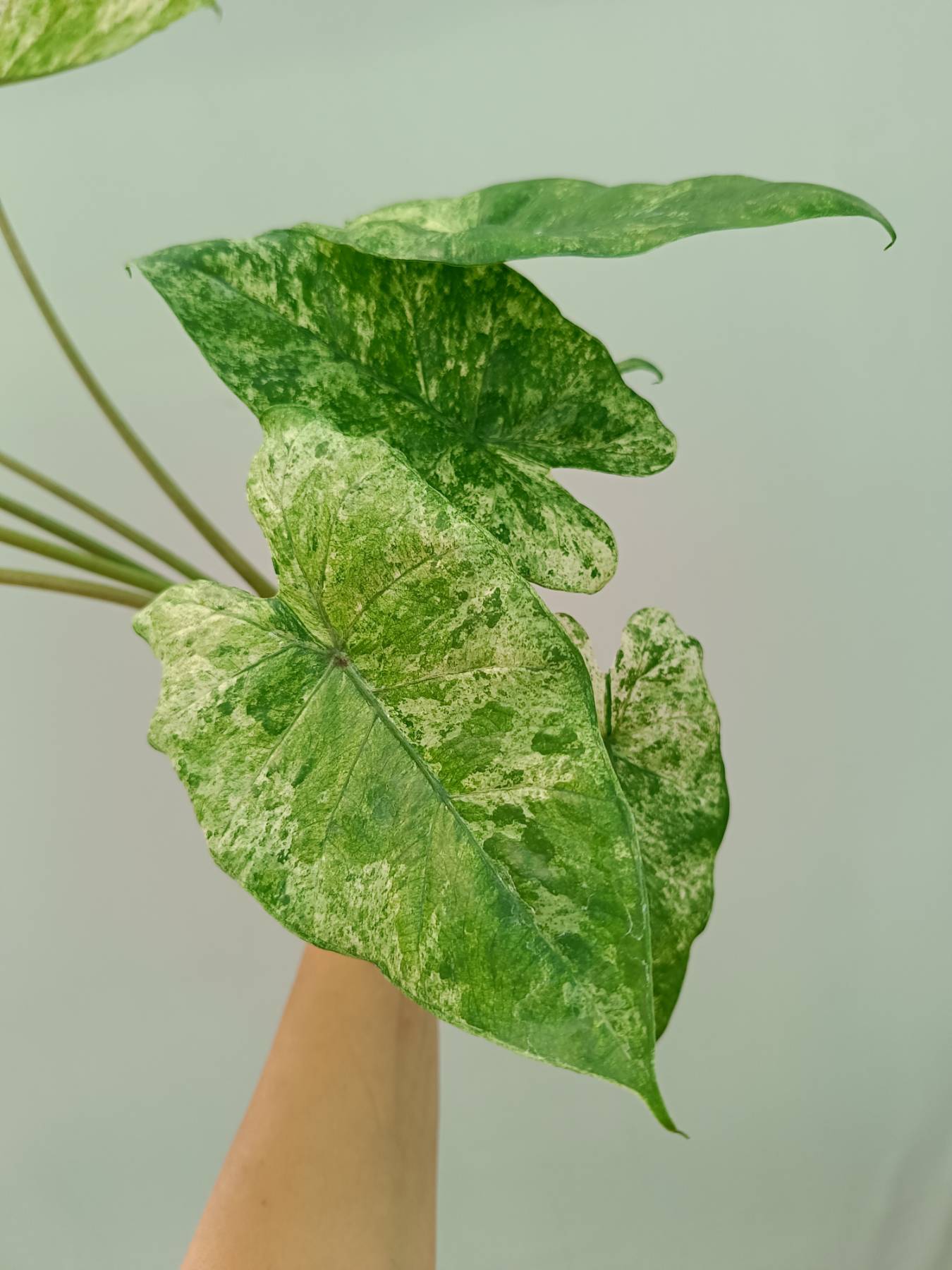 Alocasia Macrorrhiza Variegata