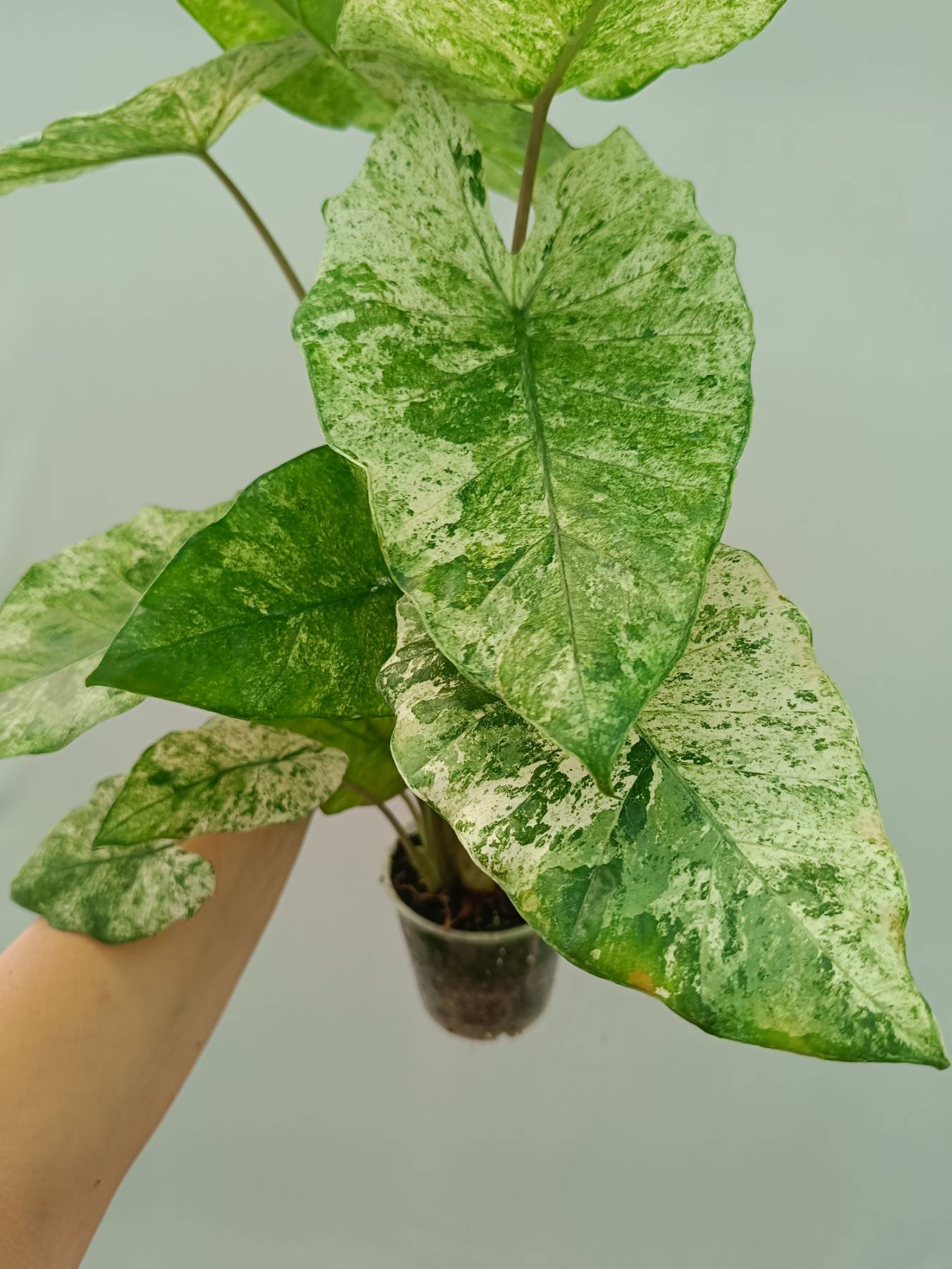 Alocasia Macrorrhiza Variegata