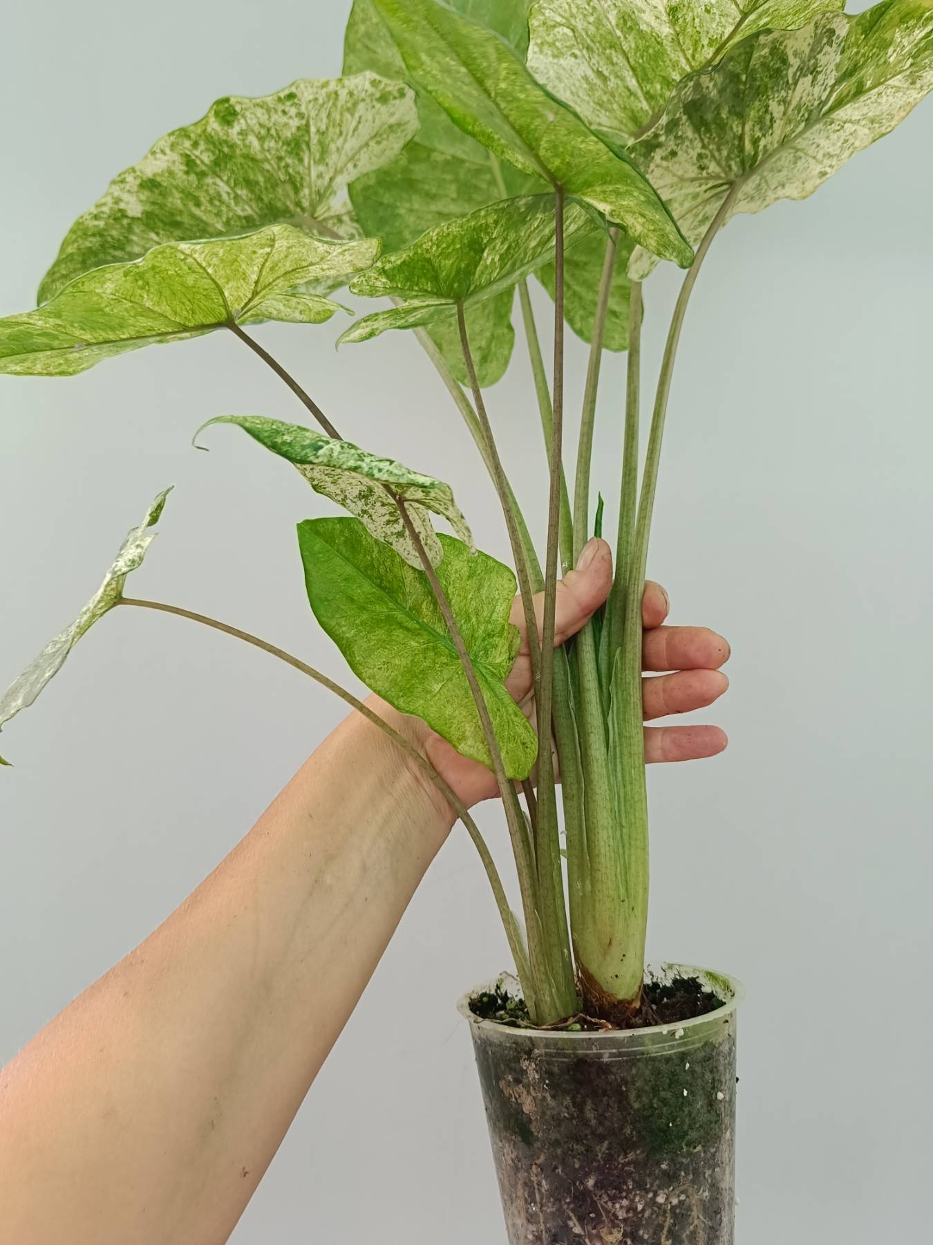 Alocasia Macrorrhiza Variegata