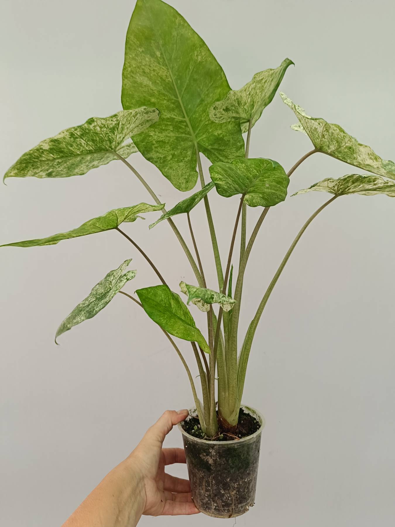 Alocasia Macrorrhiza Variegata