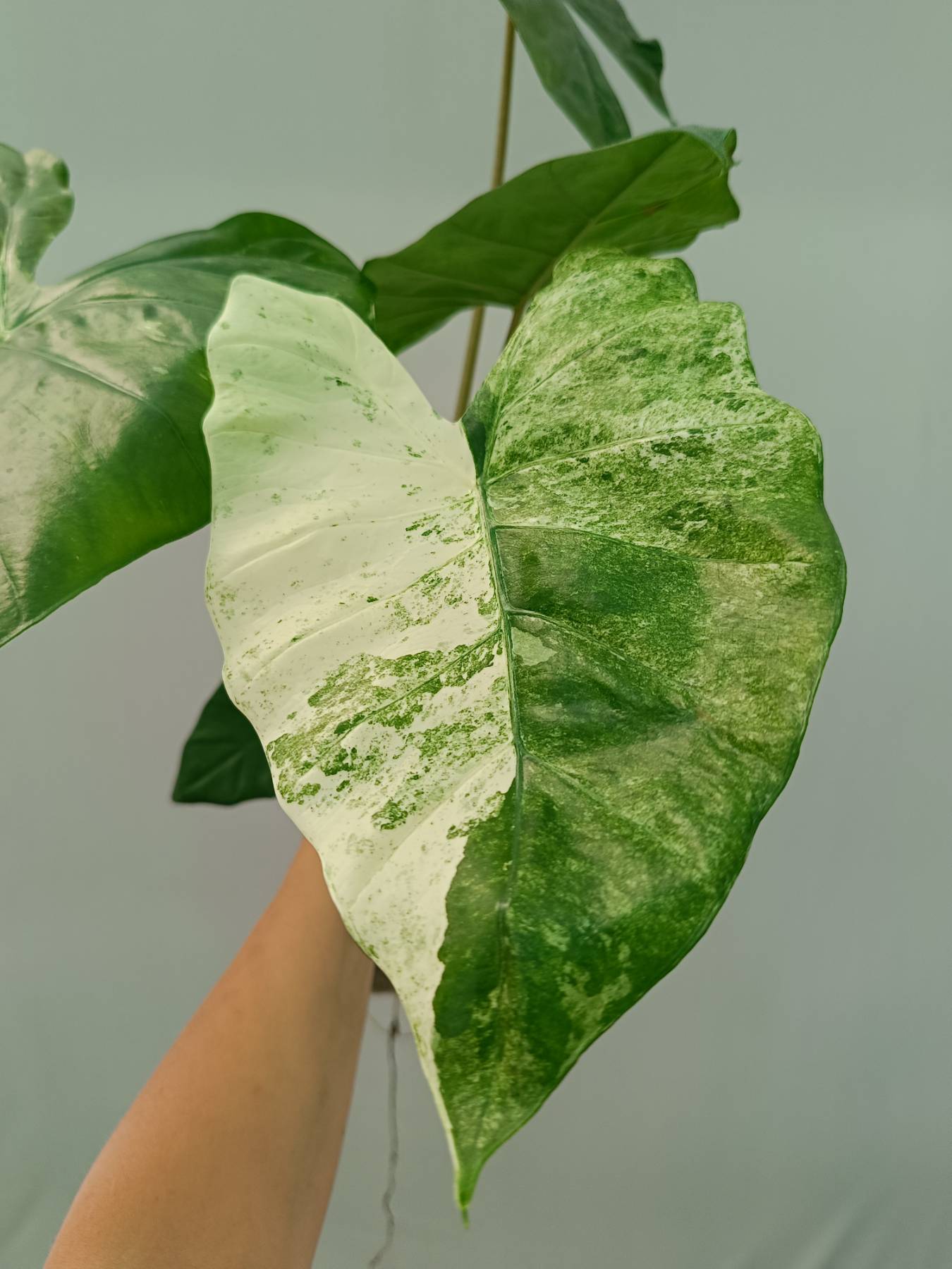 Alocasia Macrorrhiza Variegata 