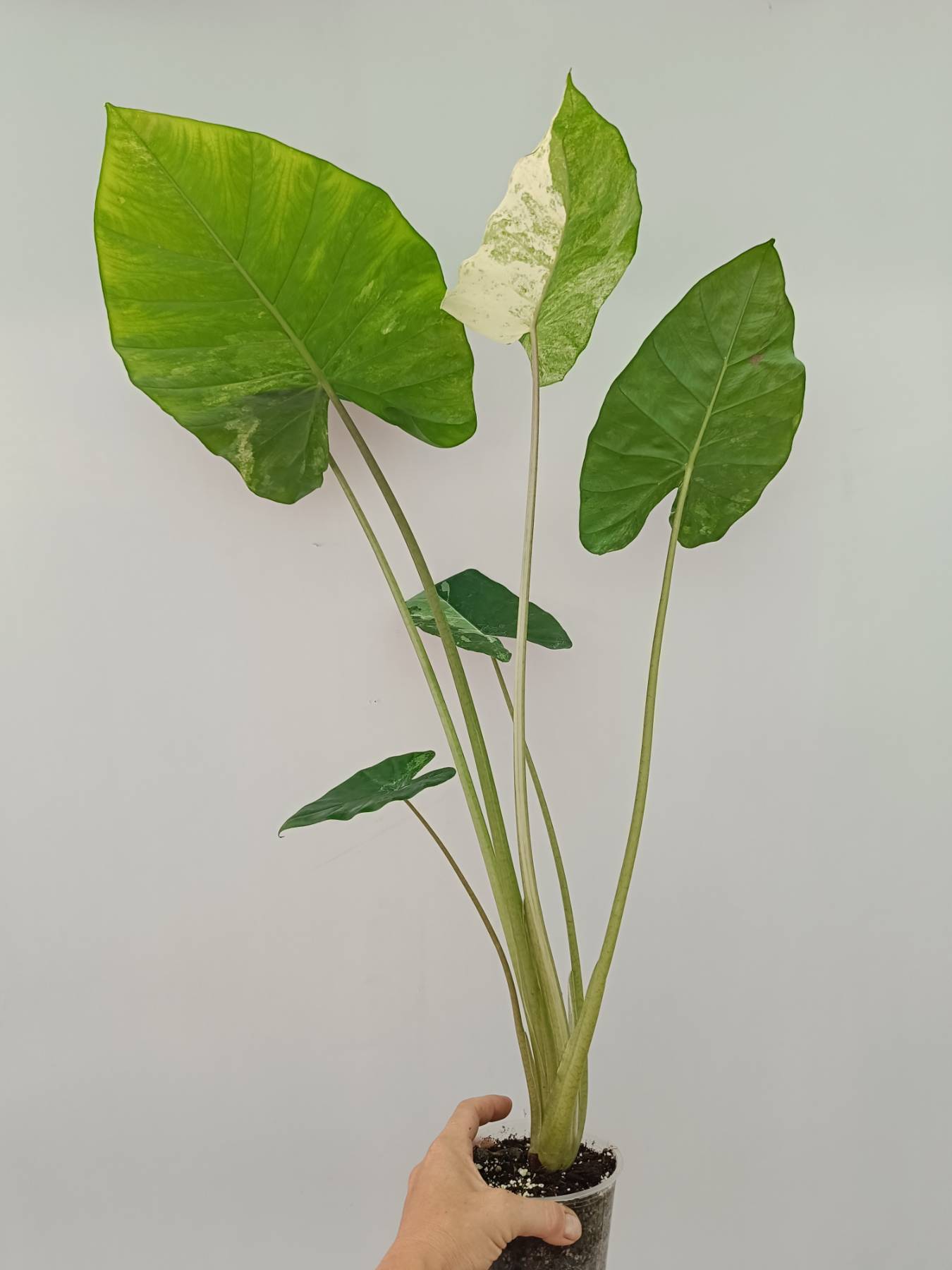 Alocasia Macrorrhiza Variegata 