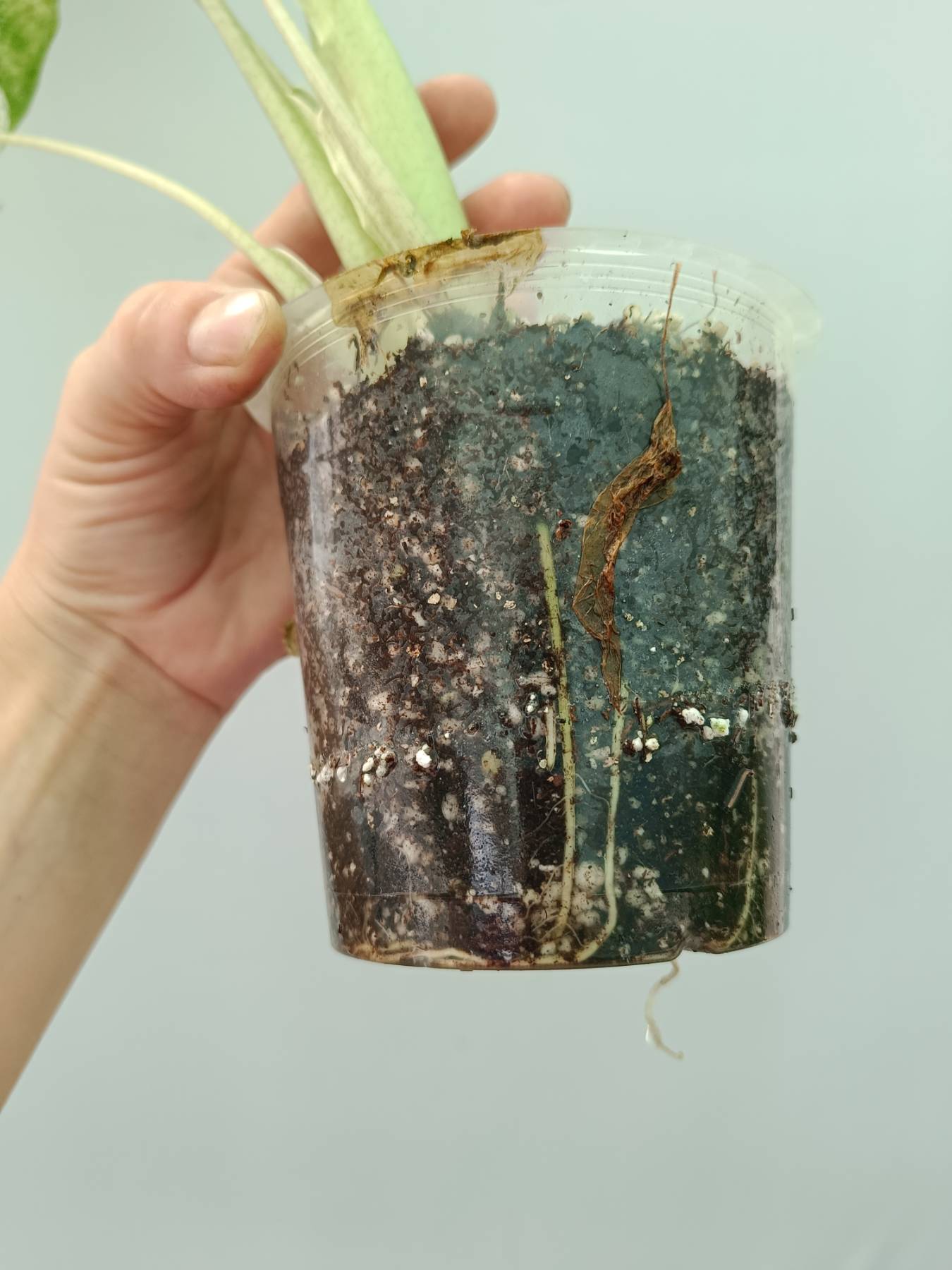 Alocasia Macrorrhiza Variegata