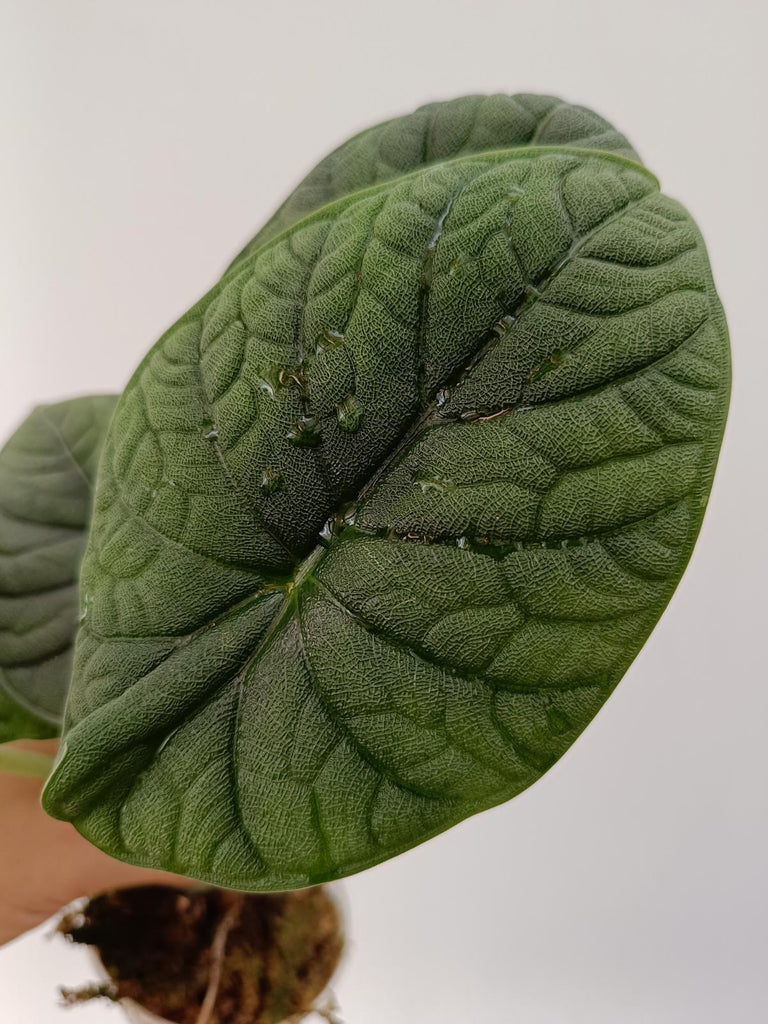 Alocasia melo