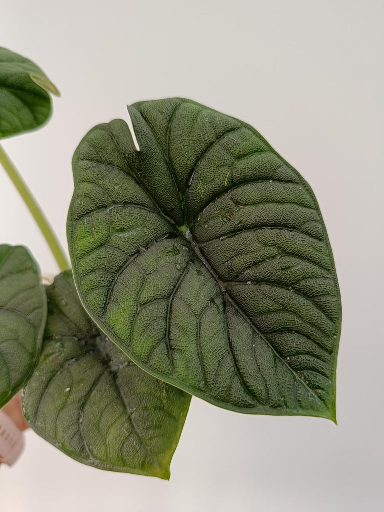 Alocasia melo