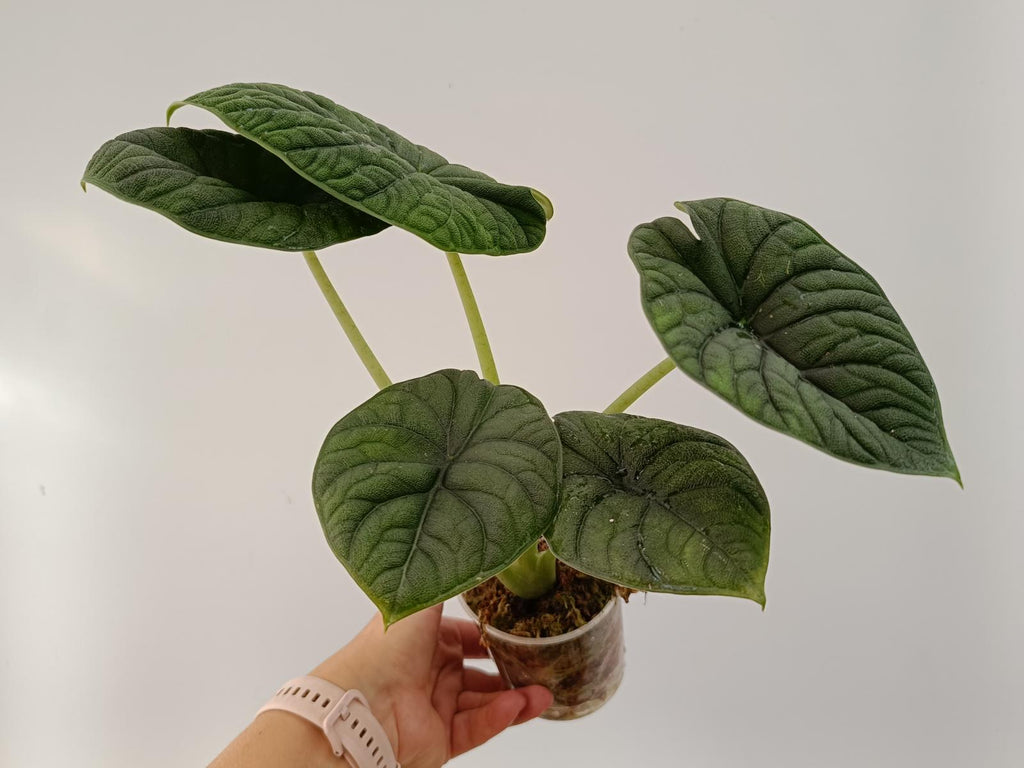 Alocasia melo