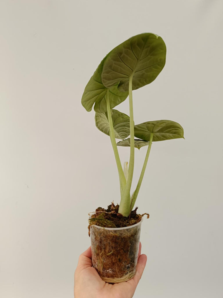 Alocasia melo