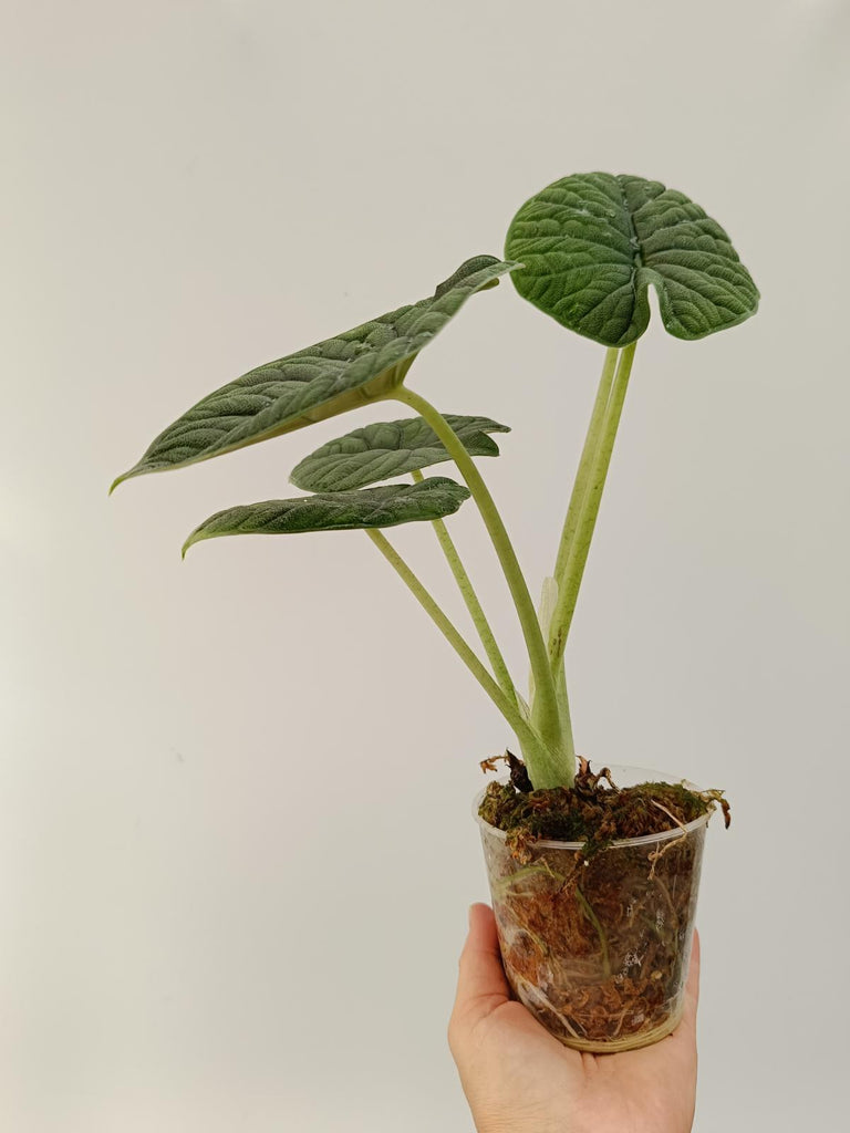 Alocasia melo