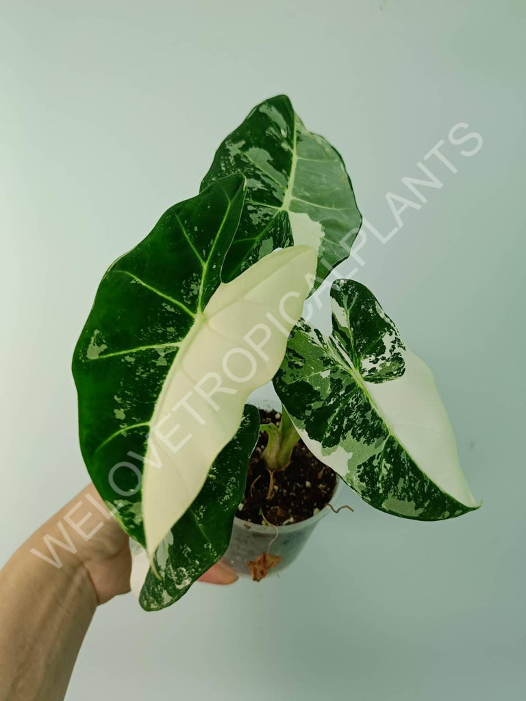 Alocasia micholitziana frydek variegata