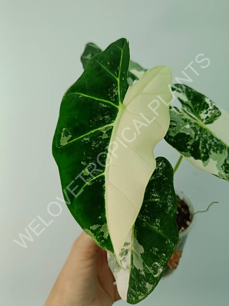 Alocasia micholitziana frydek variegata