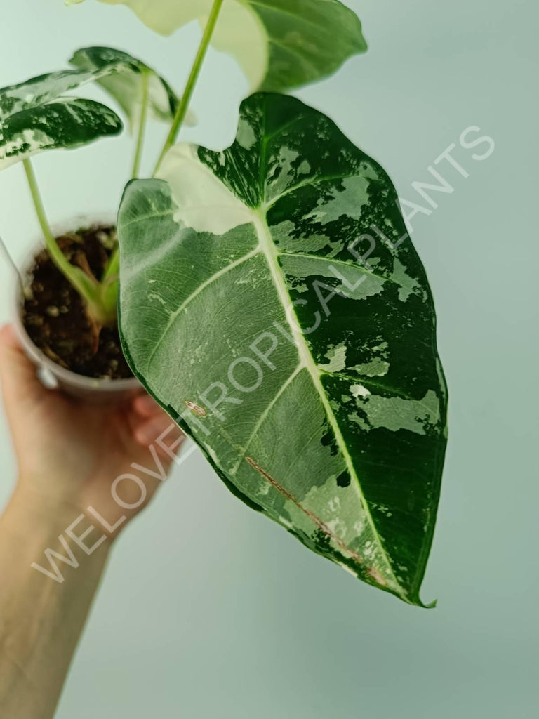 Alocasia micholitziana frydek variegata