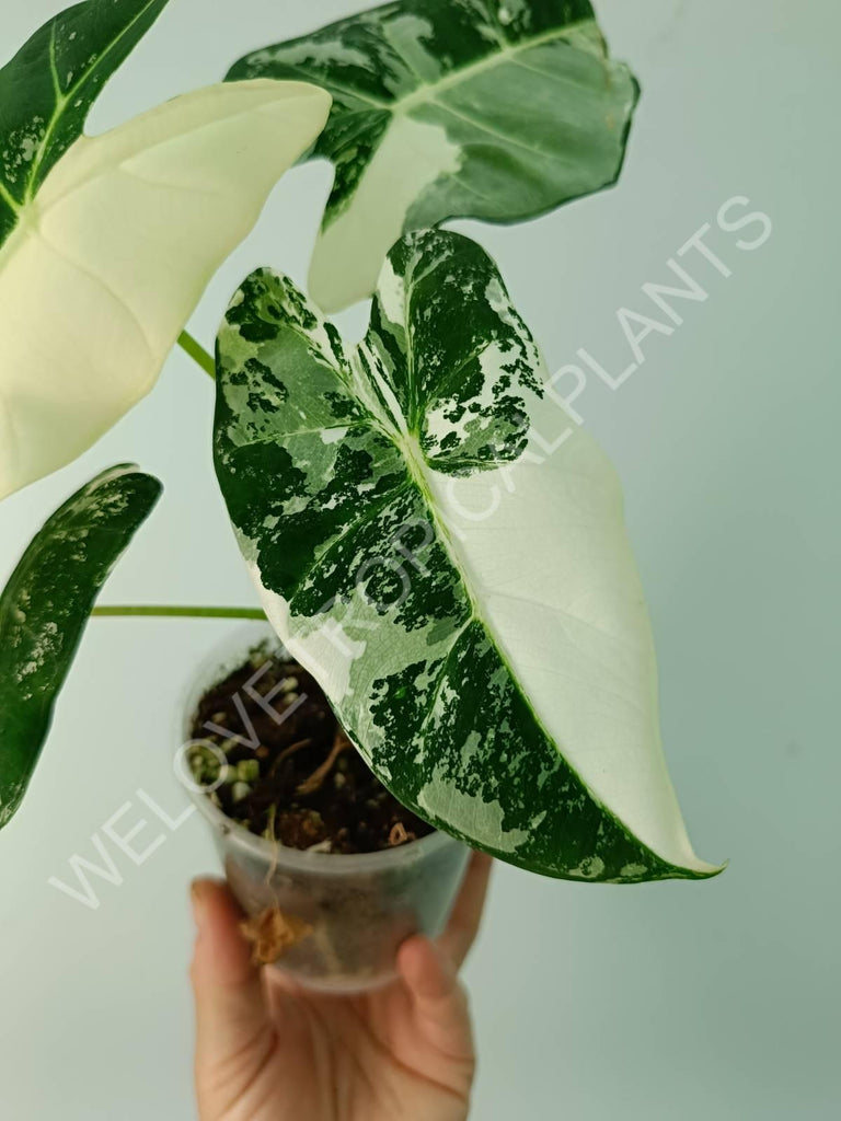 Alocasia micholitziana frydek variegata