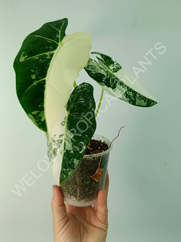 Alocasia micholitziana frydek variegata