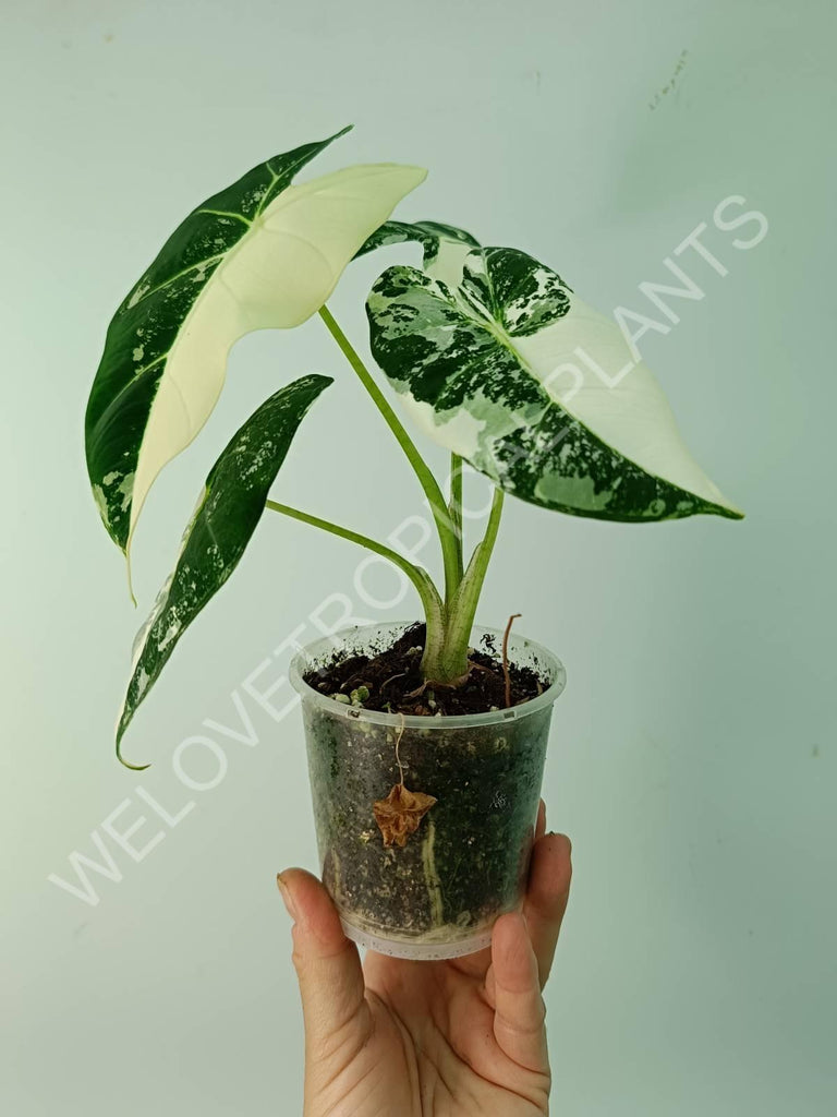 Alocasia micholitziana frydek variegata