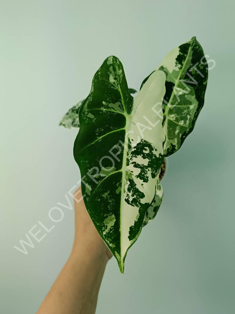 Alocasia micholitziana frydek variegata