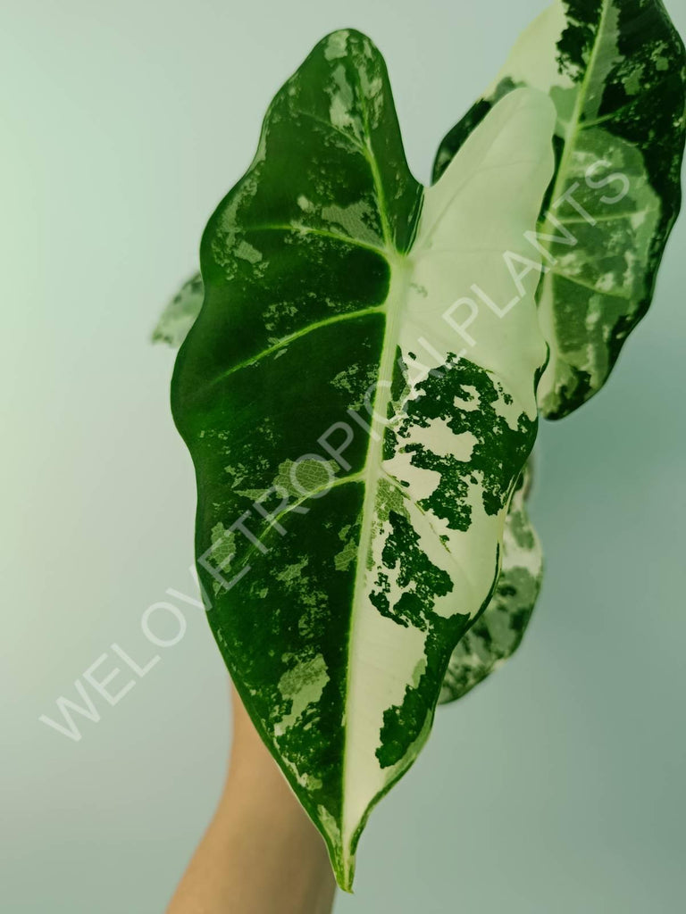 Alocasia micholitziana frydek variegata