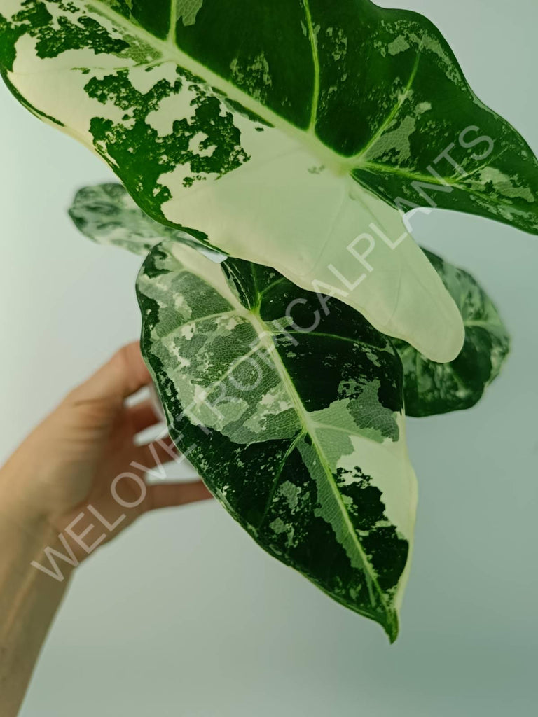 Alocasia micholitziana frydek variegata