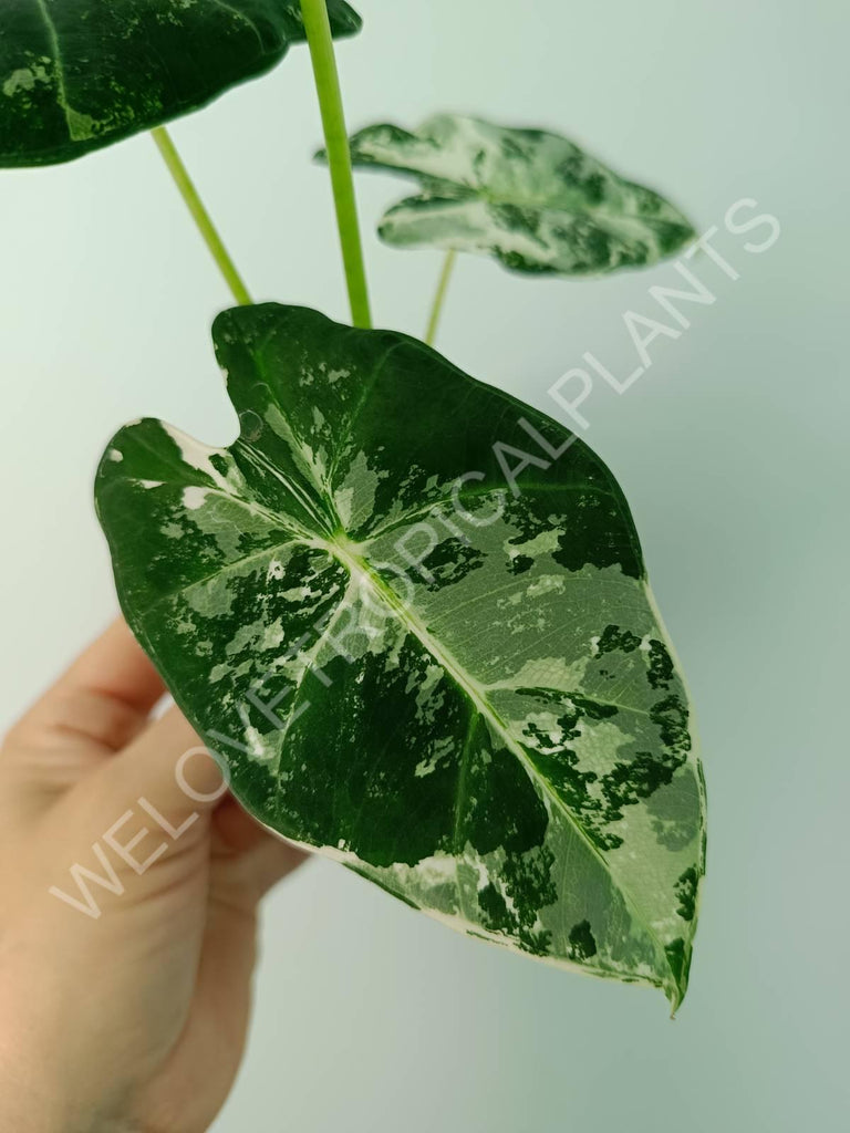 Alocasia micholitziana frydek variegata