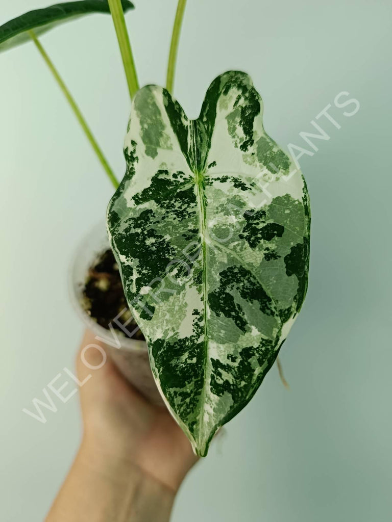 Alocasia micholitziana frydek variegata